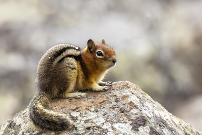 Golden Mantled Squirrel May 2025